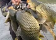 Misteri Terungkap: Arti Mimpi Mancing Ikan Mas  yang Perlu Diketahui
