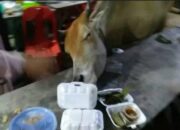 Simak! Arti Mimpi Diseruduk Sapi : Ini Penjelasannya