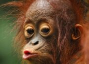 Misteri Terungkap: Arti Mimpi Di Cium : Pertanda Baik atau Buruk? Kuak Misterinya!