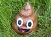 Buka Mata! Arti Mimpi Kotoran Sendiri Ternyata Ini Artinya Menurut Pakar