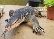 Misteri Terungkap: Arti Mimpi Biawak Masuk Rumah : Pertanda Baik atau Buruk? Kuak Misterinya!
