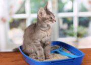 Arti Mimpi Melihat Kotoran: Tafsir dari Agama, Psikologi, dan Pertanda Baik atau Buruk