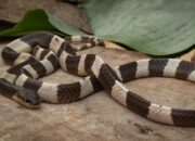 Kenali Arti Mimpi Di Kejar Ular Besar : Pertanda Baik atau Buruk? Kuak Misterinya!