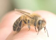 Wah, Arti Mimpi Digigit Lebah : Ini Penjelasannya