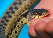 Kenali Arti Mimpi Digigit Ular Kobra Di Tangan : Ini Penjelasannya