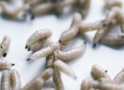 Wah, Arti Mimpi Melihat Banyak Belatung : Ini Penjelasannya