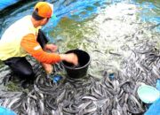 Buka Mata! Arti Mimpi Melihat Ikan Lele Banyak Di Kolam  yang Perlu Diketahui