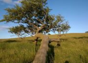 Wah, Arti Mimpi Melihat Pohon Tumbang  yang Perlu Diketahui