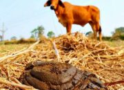 Penafsiran Unik: Arti Mimpi Membersihkan Kotoran Hewan  yang Perlu Diketahui