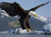 Simak! Arti Mimpi Didatangi Burung Elang : Ini Penjelasannya