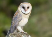 Tabir Terbuka:Rahasia Tersembunyi: Arti Mimpi Burung Hantu : Ini Penjelasannya