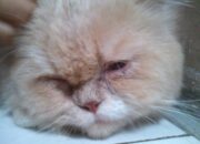 Buka Mata! Arti Mimpi Menyembelih Kucing  yang Perlu Diketahui