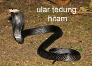 Wah, Arti Mimpi Ular Hitam Besar Ternyata Ini Artinya Menurut Pakar