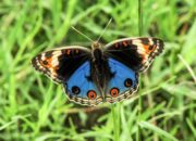 Kenali Arti Mimpi Kupu Kupu Hinggap Di Wajah  yang Perlu Diketahui