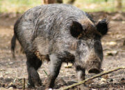 Buka Mata! Arti Mimpi Di Kejar Babi Hutan : Ini Penjelasannya