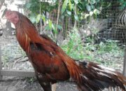 Tabir Terbuka:Rahasia Tersembunyi: Arti Mimpi Beli Ayam Ternyata Ini Artinya Menurut Pakar