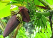 Rahasia Tersembunyi: Arti Mimpi Jantung Pisang Ternyata Ini Artinya Menurut Pakar