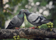 Penafsiran Unik: Arti Mimpi Dikasih Burung Merpati : Pertanda Baik atau Buruk? Kuak Misterinya!