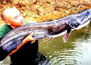 Wah, Arti Mimpi Melihat Ikan Lele : Pertanda Baik atau Buruk? Kuak Misterinya!