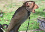 Kenali Arti Mimpi Menangkap Monyet : Ini Penjelasannya