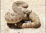 Arti Mimpi Dikejar Banyak Ular Ternyata Ini Artinya Menurut Pakar