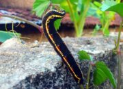 Misteri Terungkap: Arti Mimpi Ulat Bulu Hitam Temukan Makna Rahasianya Disini