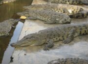 Kisah di Balik Arti Mimpi Banyak Buaya : Ini Penjelasannya