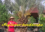 Penafsiran Unik: Arti Mimpi Melihat Pohon Mangga Berbuah Lebat Temukan Makna Rahasianya Disini