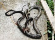 Misteri Terungkap: Arti Mimpi Dipatok Ular Di Tangan  yang Perlu Diketahui