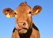 Buka Mata! Arti Mimpi Sapi Ngamuk Ternyata Ini Artinya Menurut Pakar