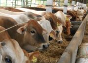 Kisah di Balik Arti Mimpi Beli Sapi  yang Perlu Diketahui