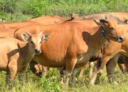 Kenali Arti Mimpi Melihat Sapi Banyak Temukan Makna Rahasianya Disini