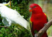 Tabir Terbuka:Rahasia Tersembunyi: Arti Mimpi Dapat Burung Bagus Ternyata Ini Artinya Menurut Pakar