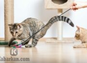 Kenali Arti Mimpi Melihat Kucing Kawin Temukan Makna Rahasianya Disini