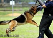 Tabir Terbuka:Rahasia Tersembunyi: Arti Mimpi Digigit Anjing Menurut Islam : Pertanda Baik atau Buruk? Kuak Misterinya!