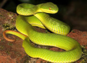 Wah, Arti Mimpi Ular Hijau Masuk Rumah : Ini Penjelasannya