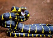 Simak! Arti Mimpi Ular Putih Besar : Pertanda Baik atau Buruk? Kuak Misterinya!