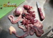 Kenali Arti Mimpi Membersihkan Kotoran Ayam Ternyata Ini Artinya Menurut Pakar