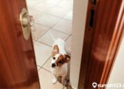 Wah, Arti Mimpi Anjing Masuk Rumah Menurut Islam : Ini Penjelasannya