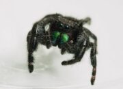 Penafsiran Unik: Arti Mimpi Melihat Laba Laba Besar Ternyata Ini Artinya Menurut Pakar