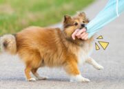 Buka Mata! Arti Mimpi Digigit Anjing Di Kaki Kiri : Pertanda Baik atau Buruk? Kuak Misterinya!