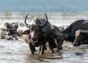 Misteri Terungkap: Arti Mimpi Dikejar Kerbau Menurut Islam : Pertanda Baik atau Buruk? Kuak Misterinya!