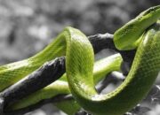 Kisah di Balik Arti Mimpi Diikuti Ular  yang Perlu Diketahui