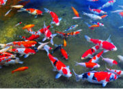 Misteri Terungkap: Arti Mimpi Ikan Koi Ternyata Ini Artinya Menurut Pakar