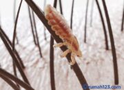 Wah, Arti Mimpi Melihat Kutu Di Kepala Orang Lain  yang Perlu Diketahui