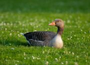 Misteri Terungkap: Arti Mimpi Melihat Bebek Banyak : Ini Penjelasannya