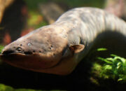 Simak! Arti Mimpi Dapat Belut : Pertanda Baik atau Buruk? Kuak Misterinya!