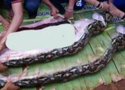 Simak! Arti Mimpi Dimakan Ular Ternyata Ini Artinya Menurut Pakar