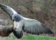 Kisah di Balik Arti Mimpi Melihat Burung Elang : Pertanda Baik atau Buruk? Kuak Misterinya!