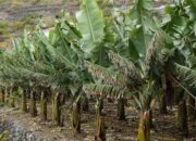 Kisah di Balik Arti Mimpi Menanam Pohon Pisang Ternyata Ini Artinya Menurut Pakar